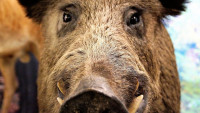 prase pig-1494711 960 720